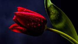 Desktop image. Flowers. ID:156191