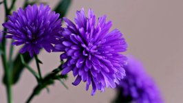 Desktop image. Flowers. ID:156205