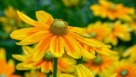 Desktop image. Flowers. ID:156206