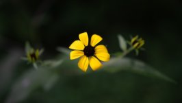Desktop image. Flowers. ID:156486