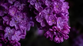 Desktop image. Flowers. ID:156514