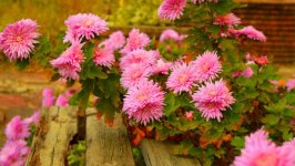 Desktop image. Flowers. ID:156583