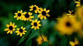 Desktop image. Flowers. ID:156585