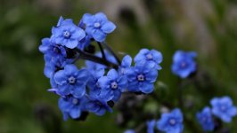 Desktop image. Flowers. ID:156588