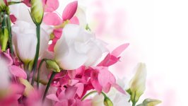 Desktop image. Flowers. ID:156648