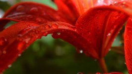 Desktop image. Flowers. ID:156653