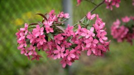 Desktop image. Flowers. ID:156656