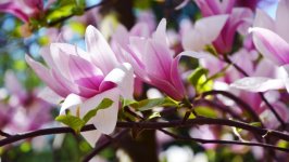 Desktop image. Flowers. ID:156670
