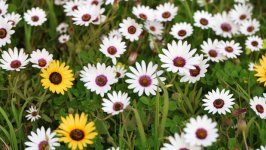 Desktop image. Flowers. ID:156710
