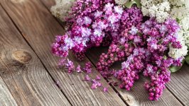 Desktop image. Flowers. ID:156725
