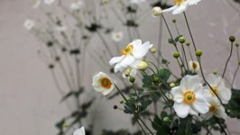 Desktop image. Flowers. ID:156742