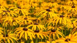 Desktop image. Flowers. ID:156785