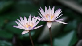 Desktop image. Flowers. ID:156824