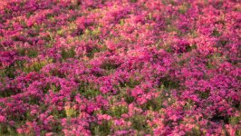 Desktop image. Flowers. ID:156852