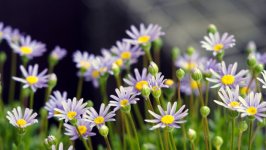 Desktop image. Flowers. ID:157404