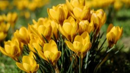 Desktop image. Flowers. ID:157704