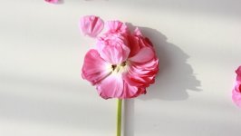 Desktop image. Flowers. ID:157874