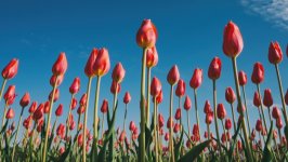 Desktop image. Flowers. ID:157893