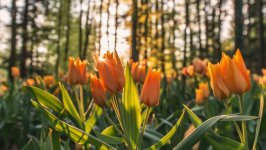 Desktop image. Flowers. ID:157913