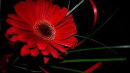 Desktop image. Flowers. ID:157945