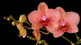 Desktop image. Flowers. ID:157963