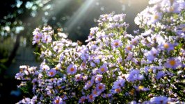 Desktop image. Flowers. ID:158012