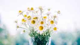 Desktop image. Flowers. ID:158015