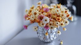 Desktop image. Flowers. ID:158405