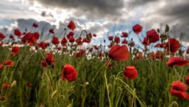 Desktop image. Flowers. ID:158962