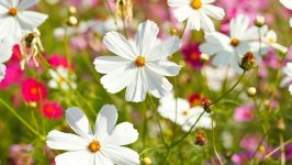 Desktop image. Flowers. ID:159370
