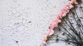 Desktop image. Flowers. ID:159613