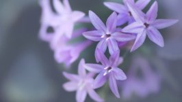 Desktop image. Flowers. ID:159710