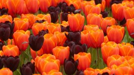 Desktop image. Flowers. ID:159713