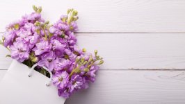 Desktop image. Flowers. ID:159884