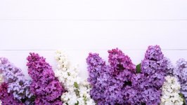 Desktop image. Flowers. ID:159902