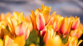 Desktop image. Flowers. ID:159914