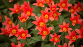 Desktop image. Flowers. ID:159990