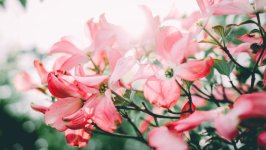 Desktop image. Flowers. ID:160005