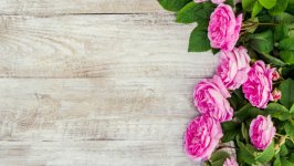 Desktop image. Flowers. ID:160006