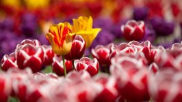 Desktop image. Flowers. ID:160233