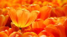 Desktop image. Flowers. ID:160450