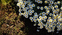 Desktop image. Flowers. ID:160462