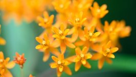 Desktop image. Flowers. ID:163839