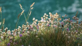 Desktop image. Flowers. ID:161756