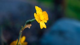 Desktop image. Flowers. ID:162741
