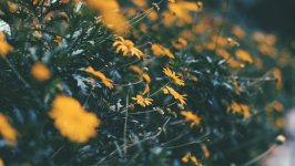 Desktop image. Flowers. ID:162777