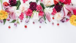 Desktop image. Flowers. ID:163655