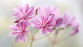 Desktop image. Flowers. ID:162943