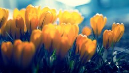 Desktop image. Flowers. ID:162945