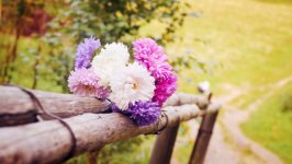 Desktop image. Flowers. ID:162963